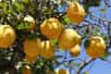 Comme tous les agrumes, le citronnier craint le froid. Dans la plupart des régions françaises où le citronnier ne peut pas être planté en pleine terre, il pourra fructifier en pot. Voici quelques conseils pour réussir cette culture.