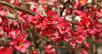 Floraison du cognassier du Japon.&nbsp;© hcast, Adobe Stock
