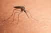 Vous en avez assez des moustiques qui vous piquent dans votre maison ou à l'extérieur ? Voici quelques remèdes naturels et astuces pour les éloigner ou sinon les piéger.