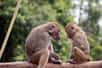 Le cerveau des singes possède-t-il des structures anatomiques similaires qui seraient dédiées à la production d'un langage, d'une communication gestuelle intentionnelle ? Des chercheurs primatologues ont comparé des images cérébrales de nos cousins babouins avec celles de l'aire de Broca, qui chez l'humain, est la zone où s'élabore le langage.