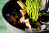Le débat sur l'utilisation des coquilles d'œufs en jardinage enflamme les conversations entre jardiniers amateurs. Ces résidus ménagers sont-ils vraiment le secret d'un jardin florissant ? Depuis des générations, on leur prête des vertus fertilisantes et protectrices. Mais que dit réellement la science à ce sujet ?