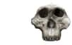 Les hominines du genre Paranthropus ont de très grandes molaires mais celles-ci servaient-elles réellement à consommer des aliments très durs, contrairement aux dents plus petites des espèces humaines ? Une analyse dentaire à large échelle fournit des éléments de réponse à cette question.