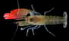 Cette nouvelle espèce de crevette marine a été trouvée au large des côtes du Panama, dans le Pacifique, par une équipe internationale de chercheurs britanniques, américains et brésiliens. Synalpheus pinkfloydi possède une pince rose qui fait un bruit assourdissant.