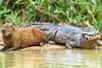 Les crocodiles et les capybaras partagent souvent le même habitat. Une coexistence intrigante qui soulève des questions sur leur relation. Ces géants aquatiques sont-ils réellement pacifiques envers les plus gros rongeurs du monde ? Plongeons dans cette fascinante interaction entre prédateur et proie potentielle.