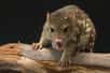 Le chat marsupial du Nord dépasse rarement le kilogramme, c'est le plus petit des dasyures retrouvés en Océanie. © Lewis, Adobe Stock