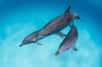 En captivité, la femelle dauphin Billie a appris le « tail-walk » ou « tail-walking », cette figure qui consiste à « marcher sur l'eau », et elle l'a enseigné à ses congénères une fois relâchée dans la nature. Des scientifiques ont observé, pendant plusieurs décennies, la naissance de cette curieuse mode, puis sa disparition.