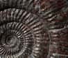 Selon les espèces, les ammonites présentaient des tailles variables, de quelques millimètres à plusieurs mètres de diamètre. © pjriccio2006, Flickr, cc by nc sa 2.0