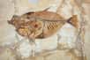 Le plus vieux fossile du monde, qui n'est pas ce poisson, a été découvert en Australie. Il s'agirait des restes d'un être unicellulaire qui a vécu voici 3,4 milliards d'années. © nardino, Flickr, cc by nc sa 2.0