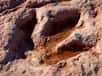 Cette empreinte laissée par un dinosaure théropode près de Flagstaff (Arizona, États-Unis) constitue un ichnofossile. Il s'agit d'une trace d'activité biologique fossilisée. Dans le cas présent, elle trahit un déplacement. © PDPhoto.org, DP