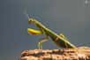 Les mantes religieuses (Mantis religiosa) sont des insectes hémimétaboles, leurs larves ressemblent aux adultes dès l'éclosion et peu de changements surviennent au moment de la sixième et dernière mue. © marie .A, Flickr, cc by nc nd 2.0