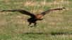 Le bateleur des savanes, un rapace d'Afrique