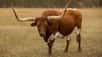 La texas longhorn, une vache élevée pour sa viande