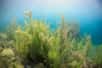 L'indispensable herbier subaquatique