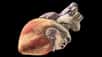 Dans votre poitrine bat votre cœur, source de vie. Cet organe indispensable au bon fonctionnement de l'organisme symbolise aussi le siège de nos sentiments. D’ailleurs, une forte émotion peut conduire à un emballement du cœur. Du point de vue biologique, le cœur est une pompe qui permet la circulation du sang dans les vaisseaux sanguins. Ceci est possible grâce aux cellules musculaires qui se contractent dans le muscle cardiaque, aussi appelé myocarde. À chaque révolution cardiaque, le cœur envoie dans tous les organes du corps du sang riche en oxygène pour alimenter les cellules. Chez l'Homme, le cœur pèse environ 300 grammes.Dans ce diaporama, vous découvrirez la structure du cœur, composé de deux oreillettes et deux ventricules. Vous visualiserez l’emplacement des valves qui jouent un rôle important dans la circulation à sang. Les conséquences de certaines pathologies seront aussi présentées.