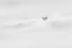 Comme un petit périscope de sous-marin, cette hermine sort discrètement la tête de la neige. Elle attend d’être sûre que tout autour d’elle&nbsp;soit calme et apaisé. À ce moment-là seulement, elle décidera de sortir de couvert pour s’élancer à la recherche d’une proie.Notez que l’hermine vit généralement dans les régions montagneuses. Ici, dans le Jura. Et c’est en hiver uniquement que sa fourrure apparaît blanche, pour lui permettre de se fondre dans la neige. Mais le bout de sa queue, que l’on ne discerne pas ici, reste toujours noir. Peut-être pour tromper les prédateurs.&nbsp;© Gregory Pol, tous droits réservés