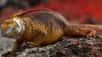 L’iguane terrestre des Galapagos, une espèce vulnérable