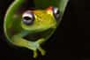 Boophis tasymena, une grenouille qui aime les arbres