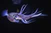 Un calamar photographié de nuit