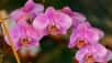 La famille des orchidées est composée de plus de 30.000 espèces. Celles-ci sont présentes dans tous les pays, depuis le niveau de la mer jusqu’à 4.000 mètres d’altitude. Elles ont adopté un mode de vie terrestre dans les régions à climat tempéré ou froid et sont devenues épiphytes dans les zones à climat tropical, c'est-à-dire qu'elles poussent en se servant d'autres plantes comme support.
Les orchidées sont très prisées pour leurs qualités décoratives et certaines espèces sont toujours estimées pour leurs propriétés aromatiques et gustatives telle la vanille. Leur survie est assurée par la pollinisation pratiquée par des insectes comme les abeilles, les syrphes et les papillons ainsi que par des oiseaux à peine plus grands, les colibris.
Ces fleurs gracieuses ont de tout temps suscité une fascination quasi mystique et elles ont engendré d’extravagantes croyances. Dans l’Antiquité et le Moyen Âge, elles ont surtout été employées pour leurs supposées vertus médicinales et... aphrodisiaques. Éric Hunt, passionné et photographe reconnu, vous propose une galerie paradisiaque !
