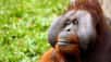 Parmi les mammifères, les primates forment un ordre auxquels appartiennent les singes. Ces derniers se caractérisent par un mode de vie généralement arboricole et se distinguent par leur morphologie et leur anatomie. Les doigts et les orteils sont munis d'ongles, les mains sont préhensiles du fait de l'opposition du pouce, la vision prédomine sur l'olfaction, et pour les hominoïdés (grands singes), le cerveau a développé des facultés cognitives. La différence entre les sous-ordres est affaire de « nez » et de « queue ». En effet, les singes platyrhiniens (Amérique Centrale et du Sud, dits du Nouveau Monde) possèdent des narines écartées et une longue queue généralement préhensile, tandis que les primates catarhiniens (Europe, Afrique, Asie, dits de l'Ancien Monde) ont les narines rapprochées et une queue courte, voire pas de queue du tout. Mais, dans toute règle il y a forcément une exception : le macaque à longue queue (Macaca fascicularis)… Leur survie est gravement compromise pour les motifs qui seront évoqués tout au long de cette galerie de portraits hauts en couleurs établis par Patrick Straub.