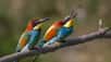 Découvrir et partager pour contribuer à la sauvegarde des richesses du patrimoine naturel. Joël Bruezière, un photographe passionné, vous invite à découvrir cette galerie dédiée aux oiseaux.