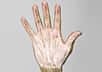 Anatomie de la main humaine