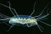 La méduse Pegantha sp.