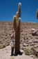 Des cactus de cinq mètres de haut en plein désert