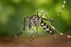 Chaque année pendant l’été, les autorités sanitaires renforcent la surveillance de la dengue et du chikungunya, deux maladies infectieuses transmises par le moustique-tigre. Depuis le début de l’année 2013, aucun Français métropolitain n’a contracté ces deux maladies, mais plus de 300 cas suspects ont été rapportés.