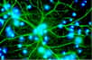 Les astrocytes interviennent au sein de la clairance des déchets métaboliques du parenchyme cérébral. © Karin Pierre, Institut de physiologie, UNIL, Lausanne, Alliance européenne Dana pour le cerveau (EDAB) 