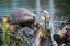 Lorsqu’on aperçoit une silhouette nageant gracieusement dans un cours d’eau ou des traces de dents sur des troncs d’arbres à proximité d'une rivière, il est courant de confondre deux animaux semi-aquatiques bien différents : le castor et le ragondin. Ces mammifères, bien que similaires à première vue, appartiennent à des espèces distinctes et présentent des différences marquées.