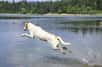 Les fortes chaleurs ont fait proliférer des cyanobactéries dans les lacs et mares de France ces derniers jours : des chiens sont morts en quelques minutes et des baigneurs ont été pris de vomissements.