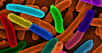 La bactérie intestinale&nbsp;Escherichia coli. © Domaine public