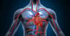 Quelles sont les plus grandes découvertes en médecine ? Ici, le système cardio-vasculaire. © Lightspring, Shutterstock