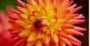 Parmi les plantes à floraison estivale, le dahlia fait l’orgueil de bien des jardiniers ! Originaire des régions chaudes du Mexique, d'Amérique centrale et de Colombie, cette plante d’ornement très en vogue de la famille des astéracées compte 40.000 variétés. Découvrez ce qu’il faut savoir pour parer votre jardin de couleurs et de formes fascinantes...