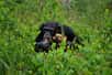 Découvrez le dossier « Le chimpanzé, un grand singe menacé ». D’un million d’individus en 1960, il ne reste qu’entre 175.000 et 220.000 chimpanzés aujourd’hui. Ces grands singes sont gravement menacés à cause de la chasse, des maladies et de la diminution progressive de leur habitat. Faisons tout pour protéger les chimpanzés, dont la vie sociale et l’intelligence fascinent.