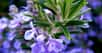 Le romarin est l'une des plantes emblématiques de Provence. © DP