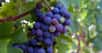 Le raisin est le fruit de la vigne, arbrisseau grimpant dont une variété seulement est cultivée. Découvrez tout de la chimie du vin dans ce dossier.