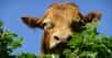 La viande bovine et la génomique. © PublicDomainPictures - Domaine public