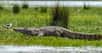 Le crocodile du nil un animal légendaire. © Steve Slater - CC BY 2.0