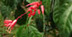 L'ethnopharmacologie guyanaise constitue une très grande richesse naturelle. Elle est composée d'une grande variété de plantes que les populations locales utilisent pour se soigner.