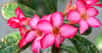 Rose du désert, adenium&nbsp;obesum.&nbsp;© MathKnight -&nbsp;CC BY-SA 3.0