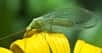 La chrysope verte (Chrysoperla carnea) est un ennemi naturel de certains ravageurs en horticulture et arboriculture. © Luis Miguel Bugallo Sánchez - CC BY-SA 3.0