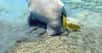 Les dugongs sont en danger ! L'un des deux seuls représentants de l'ordre des siréniens voit ses populations diminuer dans toutes les eaux du globe, face à une pression anthropique de plus en plus forte.