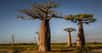 Le baobab d'Afrique (Adansonia digitata) est l'arbre le plus caractéristique d'Afrique avec ses branches ressemblant à des racines. La multiplicité de ses usages (alimentaire, médicinal...) en fait l'une des espèces les plus utiles du Sahel.