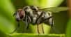 Bzzz, les Diptères nous agacent souvent, ils sont cependant nécessaires à la vie et ont une place dans l'écosystème : ils sont irremplaçables tout simplement !