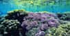 Fakarava Réserve de la biosphère. Vue sur le platier corallien, qui affleure presque en surface. © Photographe Alexis Rosenfeld - Tous droits réservés