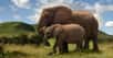 L'éléphant est l'un des derniers grands mammifères de notre Planète. Intelligent, bien adapté à son milieu, nous devons le protéger car il est encore chassé pour son ivoire. L’éléphant est un animal touchant, qui reste présent dans l’imaginaire de l’Homme depuis ses premières apparitions, sous le nom de mammouth.