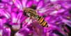 Un syrphe (Episyrphus balteatus) il se nourrit de pucerons ou de larves. © Alvesgaspar - CC BY-SA 3.0