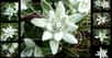 L'edelweiss est une fleur des montagnes fascinante. © Buster Brown, CC by-nc 3.0